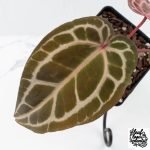 Anthurium Crystal Red '12' x Michelle '1' by DocBlock® (wk27-B) - Image 5