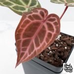 Anthurium Crystal Red '12' x Michelle '1' by DocBlock® (wk27-B)