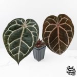 Anthurium Crystal Red '12' x Zara '14' by DocBlock® (wk29-A)