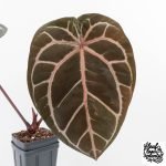 Anthurium Crystal Red '12' x Zara '14' by DocBlock® (wk29-A) - Image 2