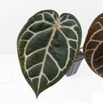 Anthurium Crystal Red '12' x Zara '14' by DocBlock® (wk29-A) - Image 3