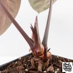Anthurium Crystal Red '12' x Zara '14' by DocBlock® (wk29-A) - Image 4