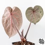Anthurium Crystal Red '12' x Zara '14' by DocBlock® (wk29-A) - Image 5