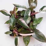 Philodendron 'Red Anderson' *Grower's Choice*