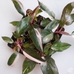 Philodendron 'Red Anderson' *Grower's Choice* - Image 3