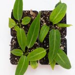 Anthurium warocqueanum 'Queen Anthurium' *Grower's Choice* - Image 2