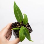 Anthurium warocqueanum 'Queen Anthurium' *Grower's Choice*