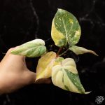 Philodendron gloriosum variegated *Type 2* *Grower's Choice* - Image 4