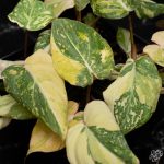 Philodendron gloriosum variegated *Type 2* *Grower's Choice* - Image 5