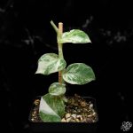 Rhaphidophora hongkongensis albo variegated *Grower's Choice* - Image 2