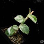 Rhaphidophora hongkongensis albo variegated *Grower's Choice* - Image 5