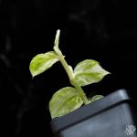 Rhaphidophora hongkongensis albo variegated *Grower's Choice* - Image 4