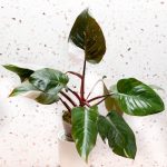 Philodendron 'Red Anderson' *Grower's Choice* - Image 4