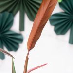 Philodendron bicolor *Grower's Choice* - Image 3