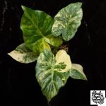 Alocasia Odora 'Gageana' Aurea Variegated *Grower's Choice* - Image 4