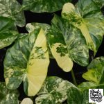Alocasia Odora 'Gageana' Aurea Variegated *Grower's Choice* - Image 5