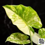 Alocasia Odora 'Gageana' Aurea Variegated *Grower's Choice* - Image 6