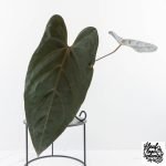 Anthurium Dark and Handsome '9' x Dark and Handsome '9' by DocBlock® (wk28-J)