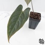 Anthurium Dark and Handsome '9' x Dark and Handsome '9' by DocBlock® (wk28-J) - Image 4