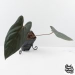 Anthurium Dark and Handsome '9' x Dark and Handsome '9' by DocBlock® (wk28-J) - Image 2