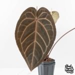 Anthurium Dark and Handsome '9' x Dark and Handsome '9' by DocBlock® (wk29-D)