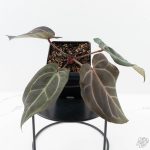 Anthurium Dark and  Handsome '9' x Minerva '20' by DocBlock® (wk25-H) - Image 2