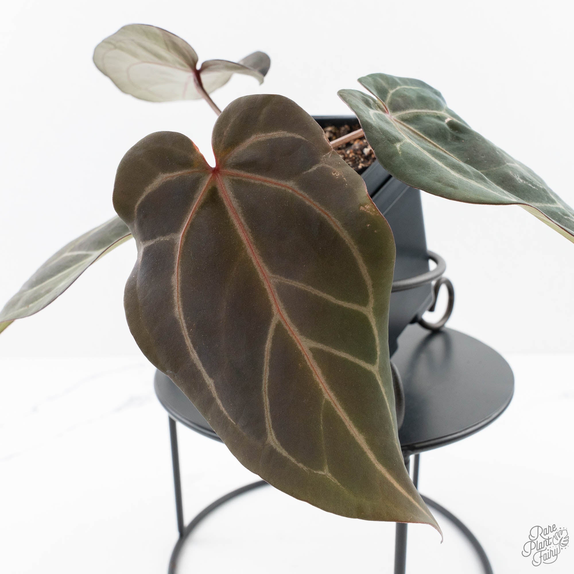 Dark_Handsome9xMinerva20-25H-4-2.jpg Anthurium Dark and Handsome '9' x Minerva '20' by DocBlock® (wk25-H) - Image 1