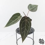 Anthurium Dark and  Handsome '9' x Minerva '20' by DocBlock® (wk29-F)