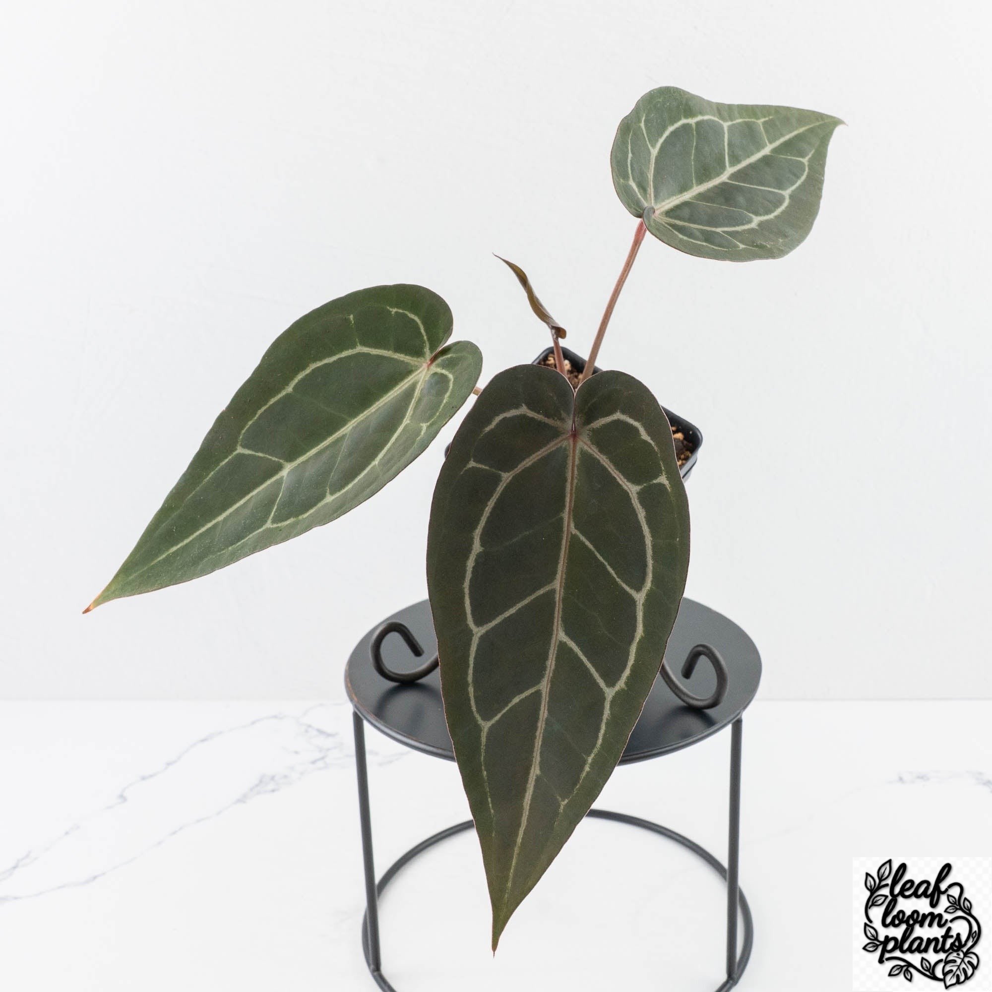 Dark_Handsome9xMinerva20-29F-2-2.jpg Clean Anthurium Dark and Handsome '9' x Minerva '20' by DocBlock® (wk29-F) - Image 1