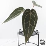 Anthurium Dark and  Handsome '9' x Minerva '20' by DocBlock® (wk29-F) - Image 3