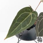Anthurium Dark and  Handsome '9' x Minerva '20' by DocBlock® (wk29-F) - Image 5