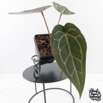 Anthurium Dark and  Handsome '9' x Minerva '20' by DocBlock® (wk29-F) - Image 4