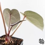 Anthurium Dark and  Handsome '9' x Minerva '20' by DocBlock® (wk29-F) - Image 6