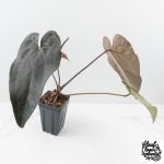 Anthurium Dark and Handsome '9' x Red Velvet Cake '24' by DocBlock® (wk27-G) Extra Dark - Image 3