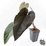 Anthurium Dark and Handsome '9' x Red Velvet Cake '24' by DocBlock® (wk27-G) Extra Dark