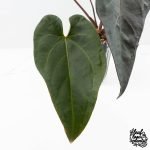 Anthurium Dark and Handsome '9' x Red Velvet Cake '24' by DocBlock® (wk27-G) Extra Dark - Image 4