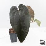 Anthurium Dark and Handsome '9' x Red Velvet Cake '24' by DocBlock® (wk27-G) Extra Dark - Image 5