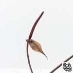 Anthurium Dark and Handsome '9' x Red Velvet Cake '24' by DocBlock® (wk27-G) Extra Dark - Image 6