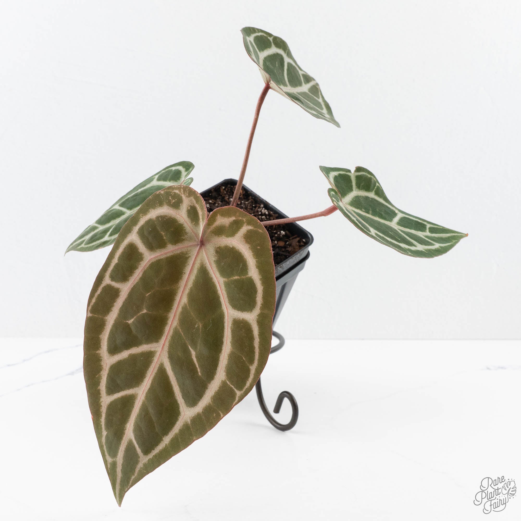 DocBlockCrystalRed12xMichelle1-25L-2-2.jpg Anthurium Crystal Red '12' x Michelle '1' by DocBlock® (wk25-L) - Image 1