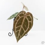 Anthurium Crystal Red '12' x Michelle '1' by DocBlock® (wk25-L) - Image 3