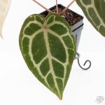 Anthurium Crystal Red '12' x Michelle '1' by DocBlock® (wk25-L) - Image 4