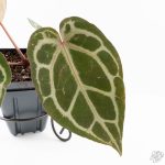 Anthurium Crystal Red '12' x Michelle '1' by DocBlock® (wk25-L) - Image 5