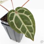 Anthurium Crystal Red '12' x Michelle '1' by DocBlock® (wk25-L) - Image 6