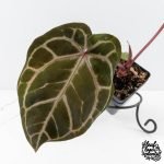 Anthurium Crystal Red '12' x Zara '14' by DocBlock® - With Offsets (wk28-K) - Image 3