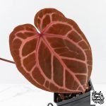 Anthurium Crystal Red '12' x Zara '14' by DocBlock® - With Offsets (wk28-K) - Image 4