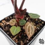 Anthurium Crystal Red '12' x Zara '14' by DocBlock® - With Offsets (wk28-K) - Image 5