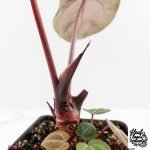 Anthurium Crystal Red '12' x Zara '14' by DocBlock® - With Offsets (wk28-K) - Image 10