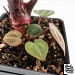 Anthurium Crystal Red '12' x Zara '14' by DocBlock® - With Offsets (wk28-K) - Image 6