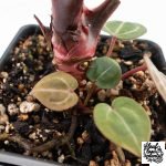 Anthurium Crystal Red '12' x Zara '14' by DocBlock® - With Offsets (wk28-K) - Image 7