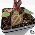 Anthurium Crystal Red '12' x Zara '14' by DocBlock® - With Offsets (wk28-K) - Image 8